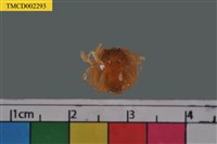 藏品(短指和尚蟹)的圖片